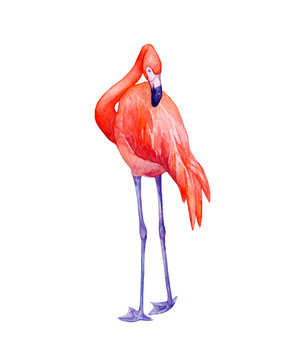 Cute tropical pink flamingo bird (flame-colored). Hand drawn watercolor painting illustration isolated on white background.