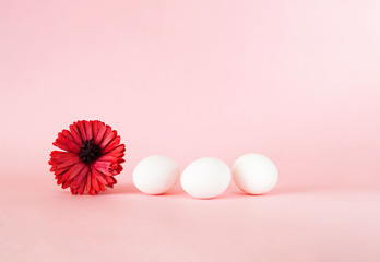 Festive easter background. White eggs with gerbera flower on pastel pink background. 
