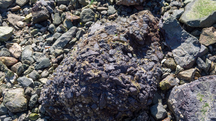 Stone with Barnacles