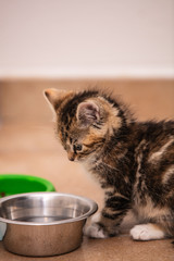 Cats and kittens in animal shelter in Belgium - 248538229