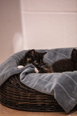 Cats and kittens in animal shelter in Belgium - 248538239