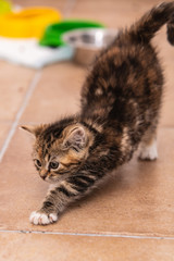 Cats and kittens in animal shelter in Belgium - 248538290