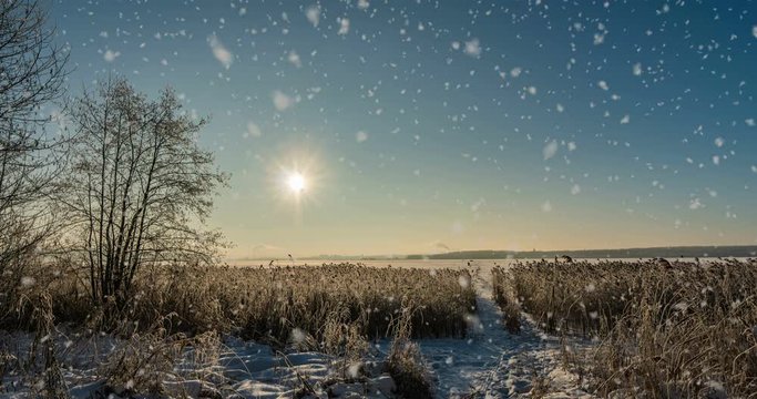 cinemagraf, snow falls on hoarfrost pine branches, winter animation