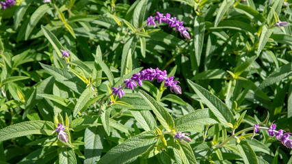 Purple Flowers