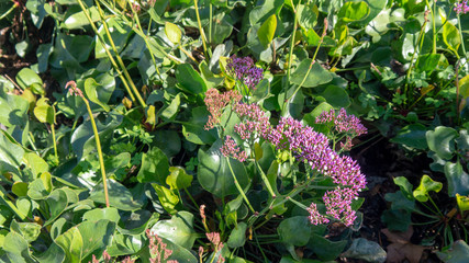 Obraz premium Purple Flowers