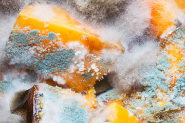 moldy vegetables, macro