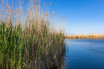 Golden yellow marshes and reeds wetland in front of clear clean blue sky in summer or autumn season. This is from Sultan Sazligi Kayseri Turkey. Pastoral beautiful landscape background.