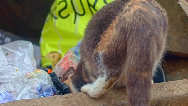 Stray cat feeding in trash dumpster
