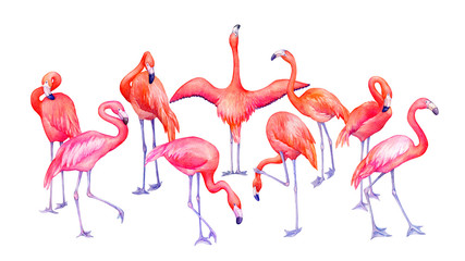 Group of tropical pink flamingos bird (flame-colored) in different poses. Hand drawn watercolor painting illustration isolated on white background.