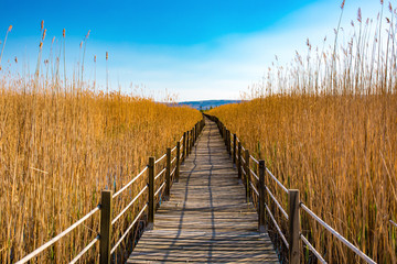 Obraz premium Wooden bridge walkway path on marshes and reeds in front of mountain. This is from Sultan Sazligi and Erciyes Mountain in Kayseri Turkey. Pastoral beautiful landscape background. 