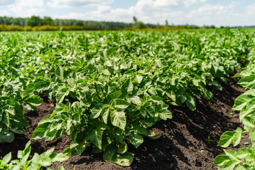 potato field rows with green bushes, close up.