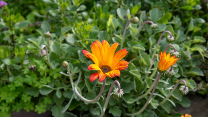Orange Flower