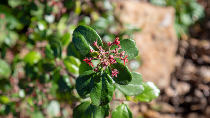 Red and Green Flower