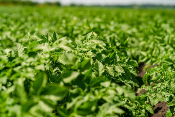 potato field rows with green bushes, close up.