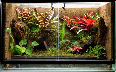 Foto op Canvas tropical rain forest terrarium. Pet tank vivarium for exotic frogs, lizards or gecko © kikkerdirk