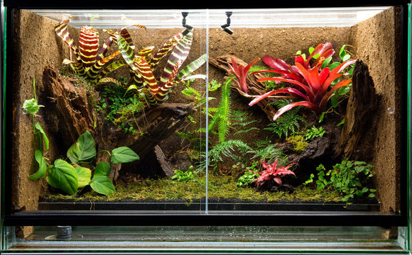 tropical rain forest terrarium. Pet tank vivarium for exotic frogs, lizards or gecko