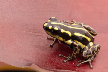 poison arrow frog, Ranitomeya flavovitata. A poisonous animal from the Amazon jungle kept in terrarium.