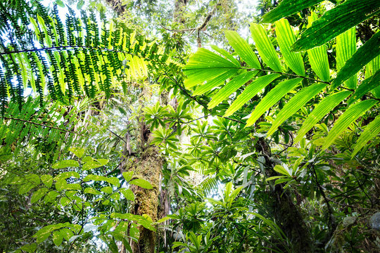 canopy of tropical Amazon rain forest fern and tree leafs