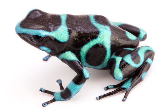 Dendrobates auratus, a poison arrow frog from the tropical rain forest of Panama isolated on a white background
