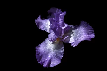  Head of purple iris flower in water drops. Macro © SpectrumPhotographer
