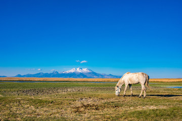 Fototapeta premium White wild free horse running and grazing in the field to the mountain. Erciyes Mountain in Kayseri Turkey. Sultan Sazligi national park in Develi Kayseri Turkey. Beautiful pastoral landscape.