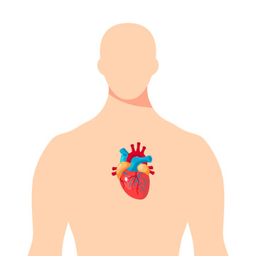 Heart inside the male human body, vector