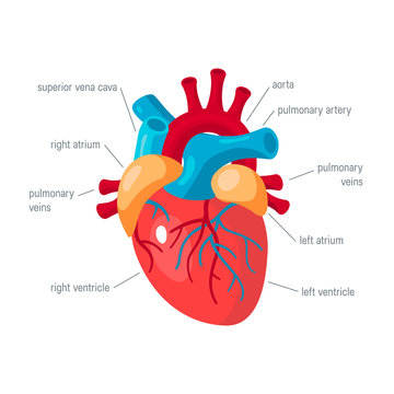 Human heart vector icon in flat style