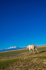 Naklejka premium White wild free horse running and grazing in the field to the mountain. Erciyes Mountain in Kayseri Turkey. Sultan Sazligi national park in Develi Kayseri Turkey. Beautiful pastoral landscape.