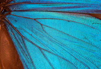 Menelaus blue morpho - Morpho menelaus - macro butterfly 3
