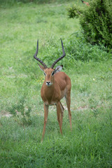 Male gazelle with long spiral twisted horns in Tarangire area of Tanzania, Africa