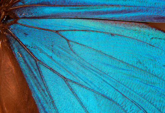 Menelaus blue morpho - Morpho menelaus - macro butterfly 3