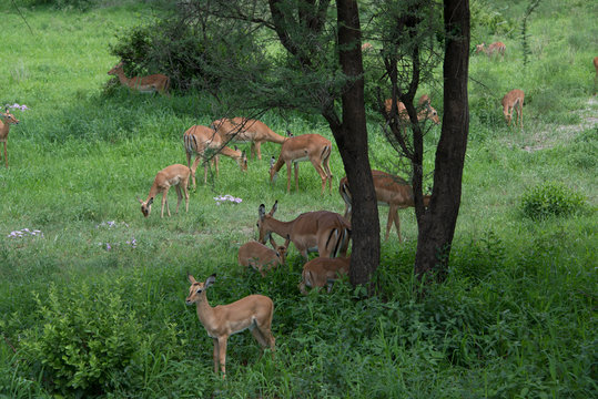 Herd of gazelles with mother gazelles and baby gazelles eating green grasses in Tarangire area of Tanzania, Africa