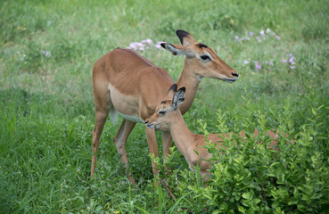 Fototapeta premium Mother gazelle and baby gazelle in green grasses in Tarangire are of Tanzania, Africa