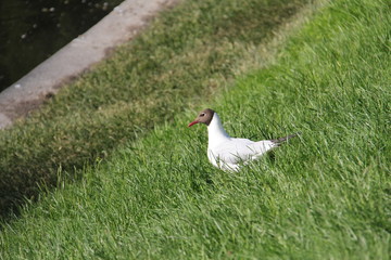 Little white Seagull