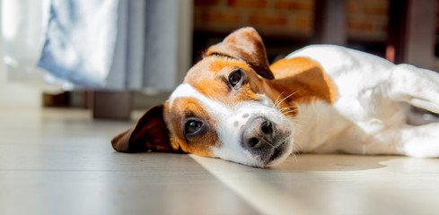 Young jack russell terrier dog sleeping on a floor
