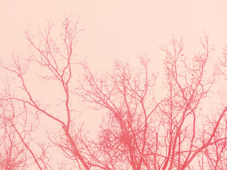 Naked tree branches against the skies. Living Coral