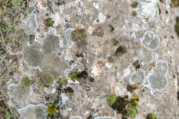 Stone Surface Closeup With Lichen And Muss Texture