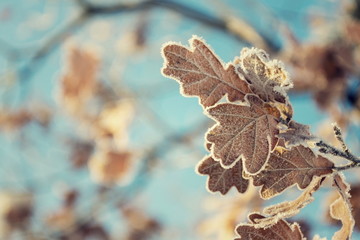 Beautiful frosty oak tree leave on peaceful sunny winter day against clear blue sky background, copy space © josefkubes