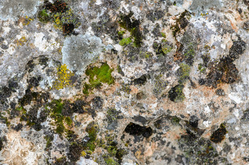 Stone Surface Closeup With Lichen And Muss Texture