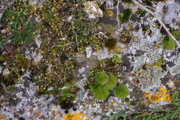Stone Surface Closeup With Lichen And Muss Texture