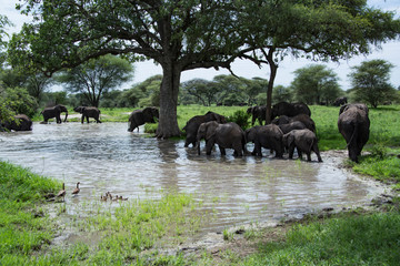 Herd of elephants with mother and babies wading in river water beneath the Acacia trees in the Tarangire area of Tanzania, Africa