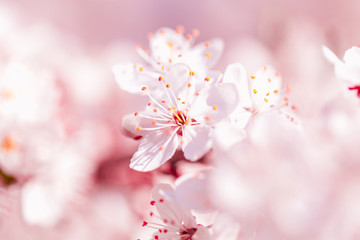 Pink sakura flower bloom in spring season. Vintage sweet cherry blossom soft tone texture background.