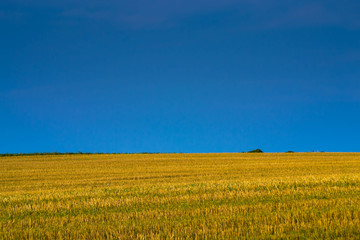 Golden field after harvest
