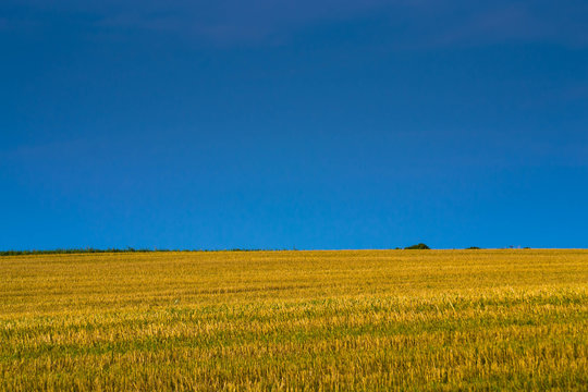 Golden field after harvest