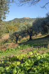 Fototapeta na wymiar vegetable garden with salad and olive trees in the background