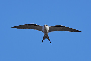 African swallow-tailed kite (Chelictinia riocourii)