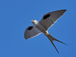 African swallow-tailed kite (Chelictinia riocourii)
