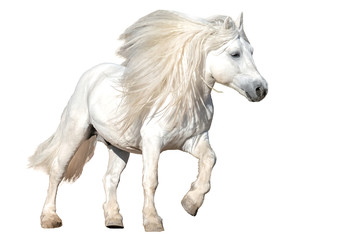 Fototapeta na wymiar Scottish Highland Pony (Equus caballus)