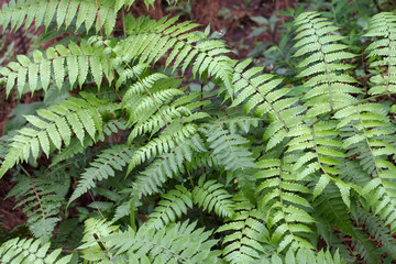 Green leaves fern tropical rainforest foliage plant isolated on white background, clipping path included