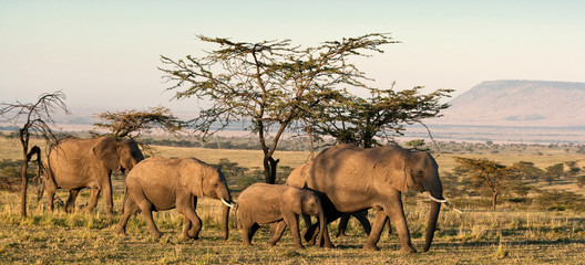 African Elephant